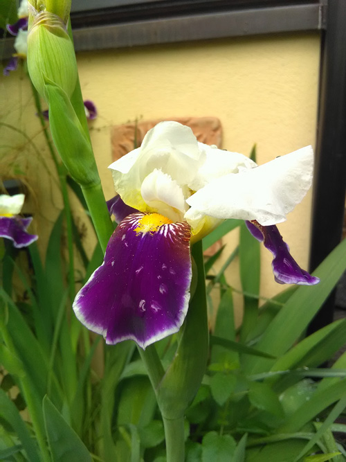 Gartenpflege Basel Blume